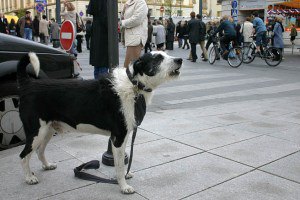 В США собакам запретили лаять дольше десяти минут  
