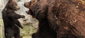 Воспитание по-медвежьи