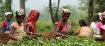 Индия объявит чай национальным напитком