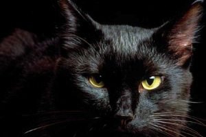 В России наркотики заключенным проносила черная кошка