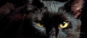 В России кот вызвал в ломбард группу быстрого реагирования