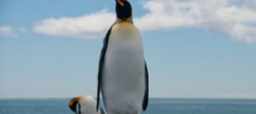 Южную Африку атаковали вонючие пингвины 