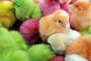 В США на Пасху вместо яиц покрасят цыплят