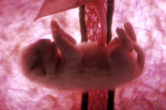 Эмбриональные фотографии щенков