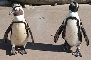 Зоопарк Торонто разлучит пингвинов-"гомосексуалистов"