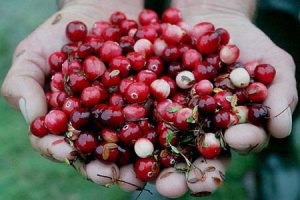 В Швеции сборщики ягод устроили массовую драку