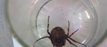 Украинские зоологи приютили паука Васю из пакета с семечками