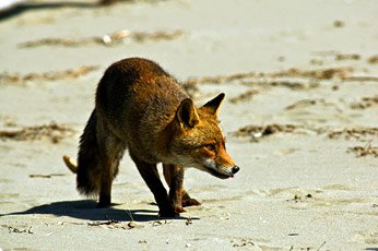 Пляжи Вирджиния-Бич (США): нападения
диких лис