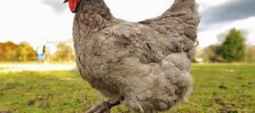 В Британии курица несет яйца, предсказывающие погоду 