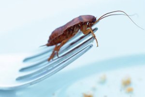 Конкурс по поеданию тараканов закончился смертью победителя