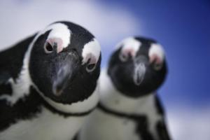 Пингвины "обстреляли" пометом посетителей зоопарка в Эдинбурге