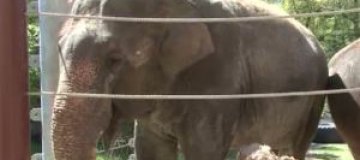 В США слониха научилась играть на губной гармошке