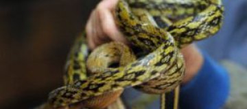 В номере немецкого отеля обнаружили сотню змей