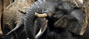 В Зимбабве будут торговать слоновой костью ради спасения слонов