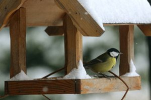 Для московских птиц устроят новогодний банкет