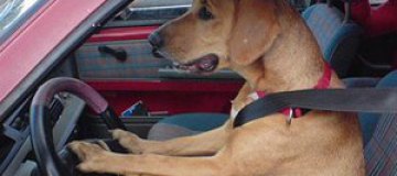 В США пес за рулем машины сбил пешехода