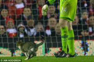 В Англии толстый кот остановил футбольный матч
