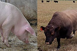 На шведской ферме поросенок влюбился в быка-производителя