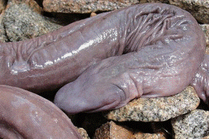 В Бразилии нашли неизвестную науке змею, похожую на пенис 