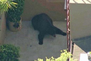 Американец столкнулся на улице с медведем