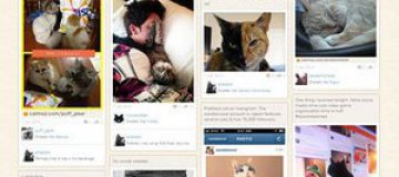 Создана кошачья социальная сеть