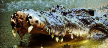 Во Вьетнаме из-за сбежавших крокодилов закрыли несколько школ