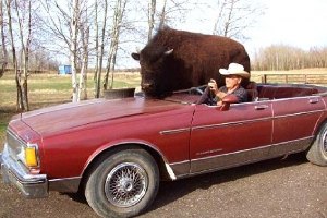 В Канаде 800-килограммовый буйвол ездит в кабриолете 