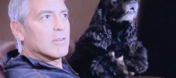 Джордж Клуни на целый день отправил собаку в спа-салон