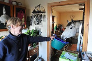 Шотландская пенсионерка поселила дома лошадь