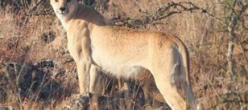 В Кении нашли уникального гепарда без пятен 