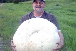 Канадец нашел 26-килограммовый гриб