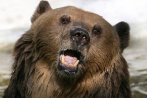 В норвежский дом вломились медведи и выпили сто банок пива