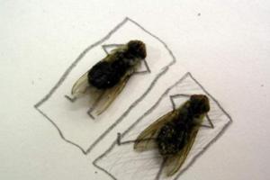 В китайских туалетах разрешили летать только двум мухам 