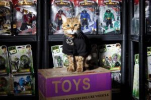 В Великобритании бенгальская кошка будет охранять склад игрушек