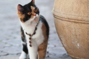 По Одессе гуляет кошка в драгоценностях