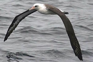 Гавайский альбатрос добрался транспортом до Калифорнии