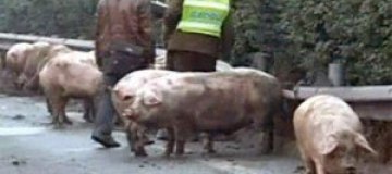 Свиньи заблокировали движение по китайскому шоссе 