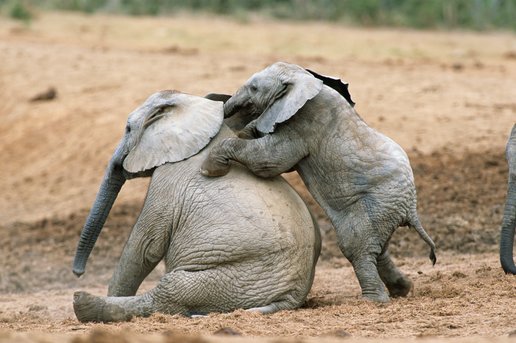 Теперь жизням слонов ничто не угрожает