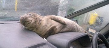 Маленького тюленя спрятали от шторма в машине
