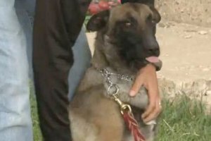 В одном из городов Нью-Мексико единственным полицейским стал пес