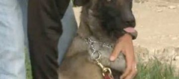 В одном из городов Нью-Мексико единственным полицейским стал пес