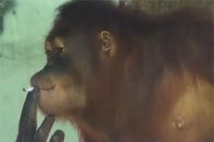 Курящую обезьяну отправят в реабилитационный центр