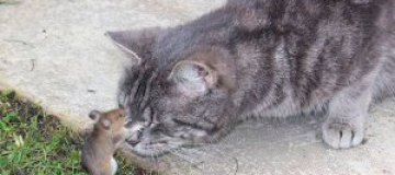 Смелая мышь атаковала голодного кота 