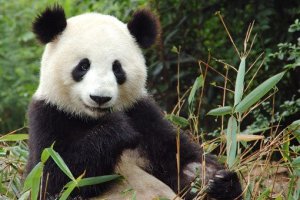 В Китае создали самый дорогой чай из фекалий панды