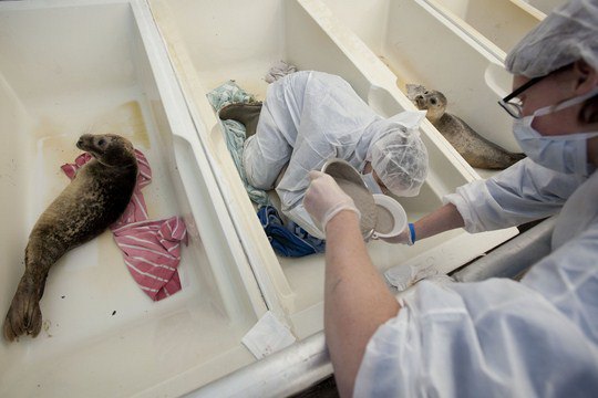 Волонтер кормит морского котика пюре из сельди в приюте &quot;Pieterburen&quot;