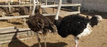 Запорожская пенсионерка завела сторожевого страуса