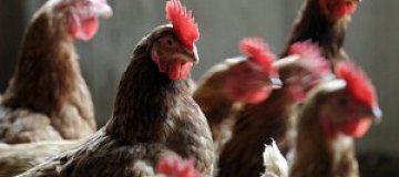На Шри-Ланке курица родила цыпленка