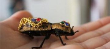 В Мексике живых жуков носят в качестве украшений