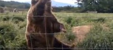 Вежливый медведь помахал туристке на прощание