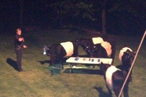 Коровы отняли пиво у гостей вечеринки